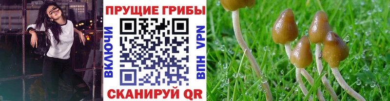 Галлюциногенные грибы Psilocybe  Клин 